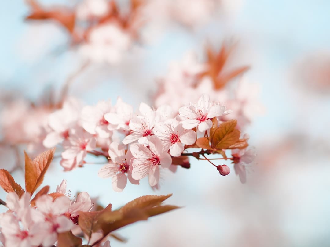 杨紫李现《秀丽芳华》定档6月30日,牡丹重耀续写盛唐篇章